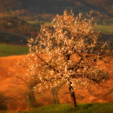 Вишня цвіте