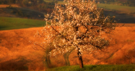 Вишня цвіте