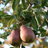 Груші на дереві