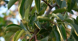 Груші на дереві