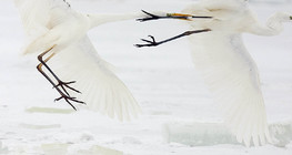 Двобій великих білих чапель