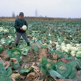 Збір врожаю капусти