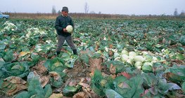 Збір врожаю капусти