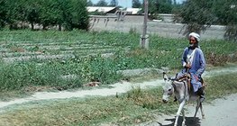 Напівпустеля в Туранській низовині