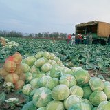 Збір врожаю капусти