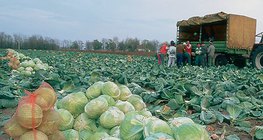 Збір врожаю капусти