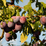 Сливки на дереві