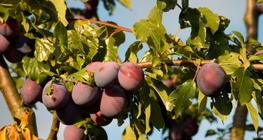 Сливки на дереві