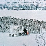 Стадо оленів