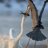 Боротьба за улов