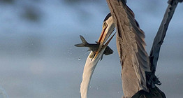 Боротьба за улов