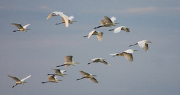 Великі білі чаплі летять