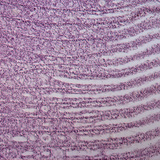 Зябра риби в розрізі