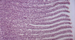 Зябра риби в розрізі