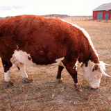 Велика рогата худоба