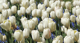 Тюльпани