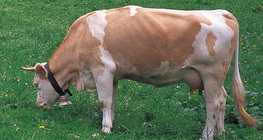 Велика рогата худоба