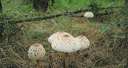 Гриб-парасолька великий, строкатий