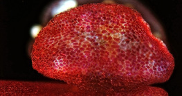 Відкриття пилкового мішка квітки Мірабіліса (вигляд через оптичний мікроскоп)