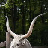 Угорська сіра корова