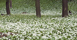 Цибуля ведмежа, черемша