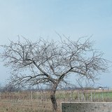 Яблуня і її кора