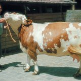 Корова