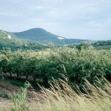 Літо в яблуневому саду