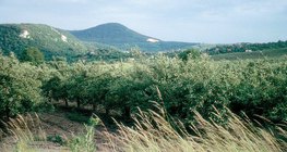 Літо в яблуневому саду