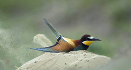 Бджолоїдка або щурка європейська приймає пилову ванну