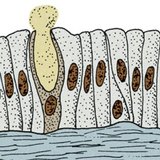 Одноклітинні залози