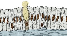 Одноклітинні залози