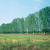 Дерева висаджені в ряд, щоб зупинити пливун