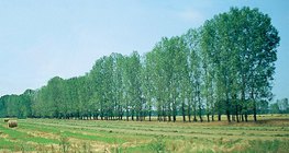 Дерева висаджені в ряд, щоб зупинити пливун