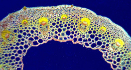 Поперечний зріз м'якого стебла дводольних