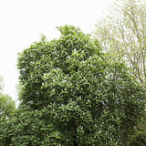 Каштан цвіте