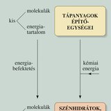 A sejt építő anyagcseréjének vázlata