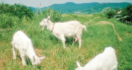 Коза свійська