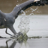 Підлітна риболовля птаха