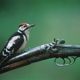 Middle spotted woodpecker on an old rifle