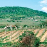 Паралельна до схилу оранка збільшує ерозію ґрунту