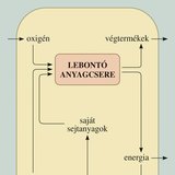 A lebontó és felépítő folyamatok kapcsolata a sejtben