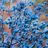 Плід-кістянка терену