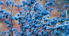 Плід-кістянка терену