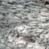 Пухка сполучна тканина