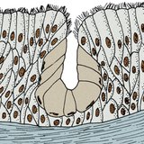 Багатоклітинна залоза