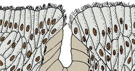 Багатоклітинна залоза