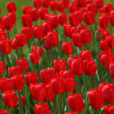 Тюльпани
