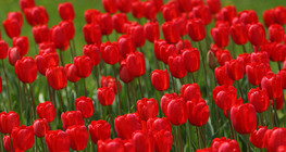 Тюльпани