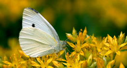 Білан капустяний